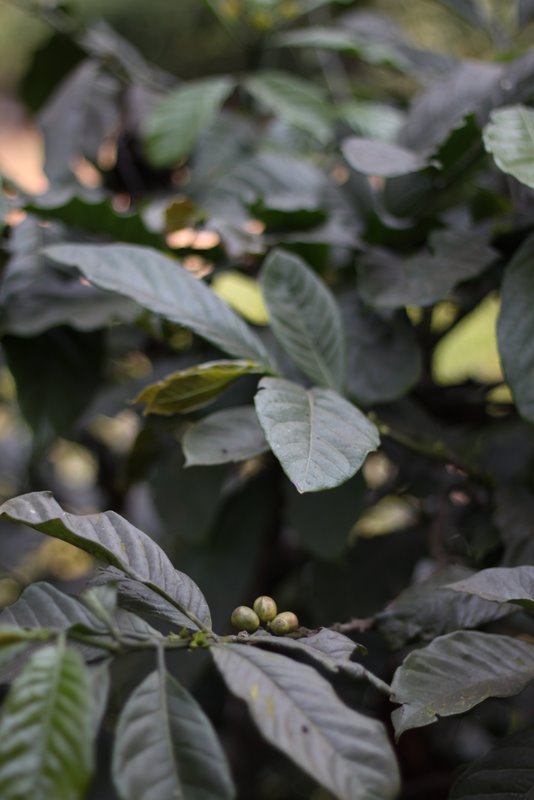 unripe coffee berries.